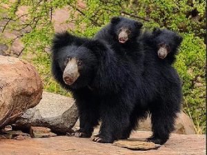 Семья медведей губачей фото
